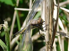 Libellula forensis