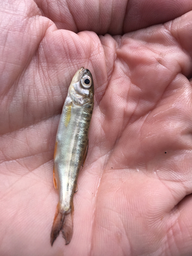 Oncorhynchus tshawytscha
