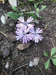 Silene hookeri