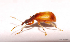 Rhynchitinae