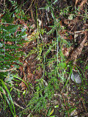 Asplenium appendiculatum