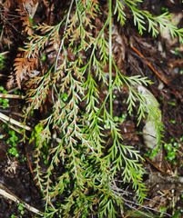 Asplenium appendiculatum