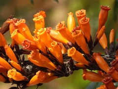 Fireleaf (Mayodendron igneum)