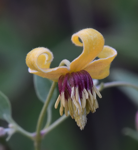 Oriental virginsbower (Clematis orientalis)