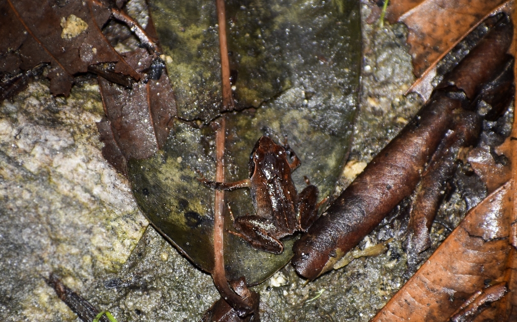 Himalayan Papilla-Tongued Frog