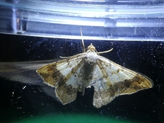 Psamatodes trientata