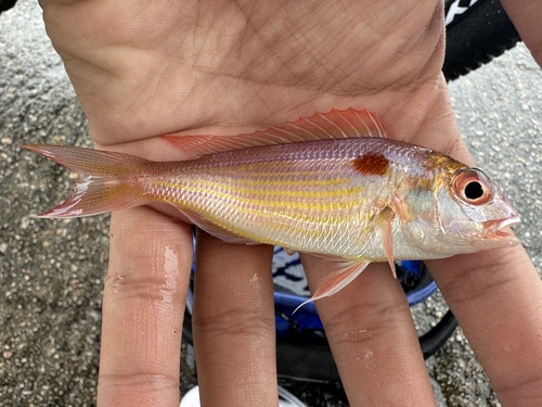Bream (Nemipterus japonicus) — Nemipteridae — 2