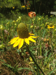 Rudbeckia glaucescens