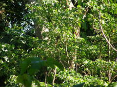 Macropygia amboinensis