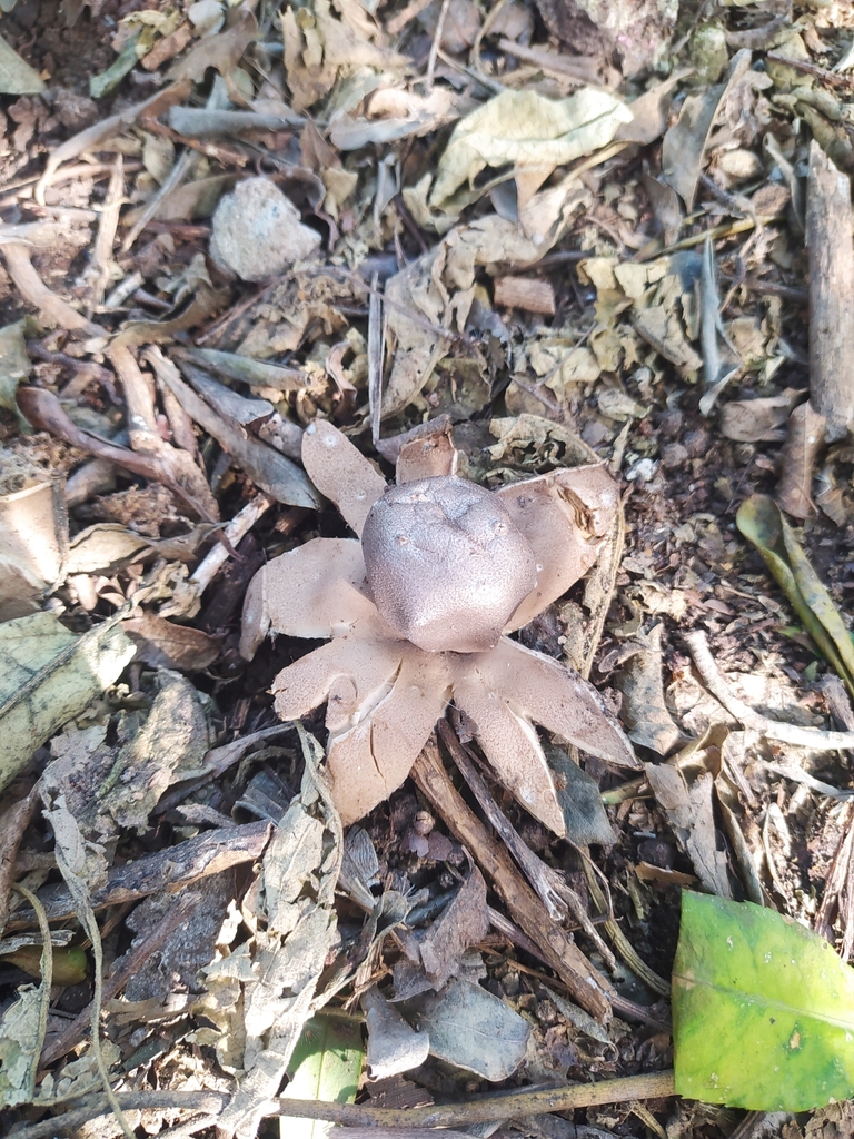 Myriostoma calongei · July 2024 · photo: © elbarbaguardaparque (iNaturalist, cc-by)