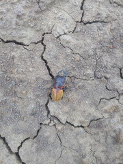 Odontolabis sommeri