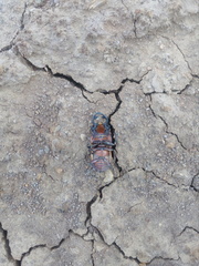 Odontolabis sommeri