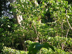 Macropygia amboinensis