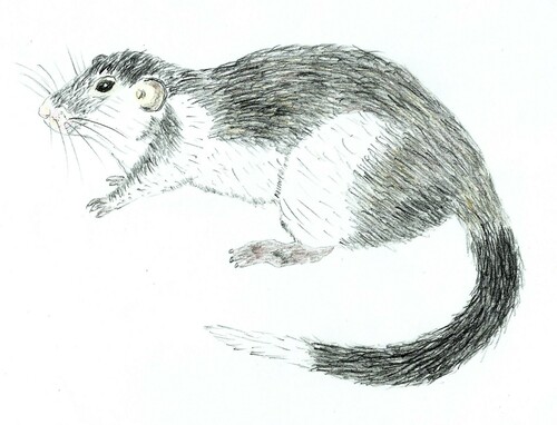 Ilin Bushy-tailed Cloud Rat (Crateromys paulus) — Data Deficient Mammalia