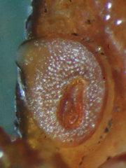 Dermacentor occidentalis