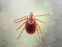 Dermacentor occidentalis