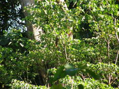 Macropygia amboinensis