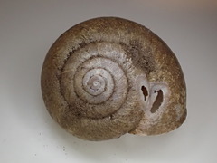 Helminthoglypta nickliniana