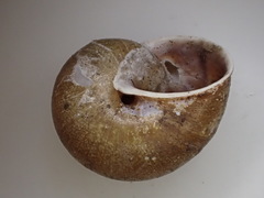 Helminthoglypta nickliniana