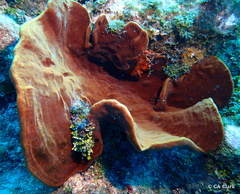 Cribrochalina vasculum