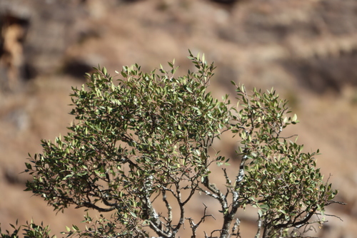 Image of Maytenus acuminata by (c) Tony Rebelo, some rights reserved (CC BY-SA)