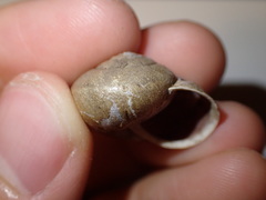 Helminthoglypta nickliniana