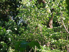 Macropygia amboinensis