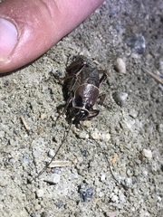 Cyphoderris