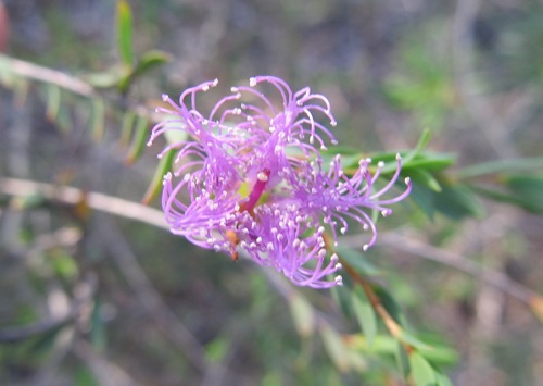 Melaleuca thymifolia iNat (1)