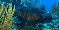 Mycteroperca bonaci