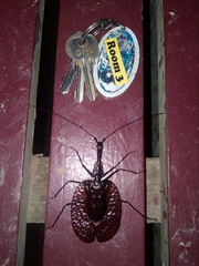 Mormolyce phyllodes