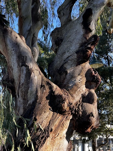 Eucalyptus radiata iNat (2)
