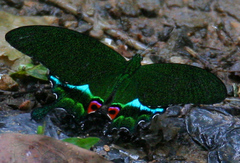Papilio karna