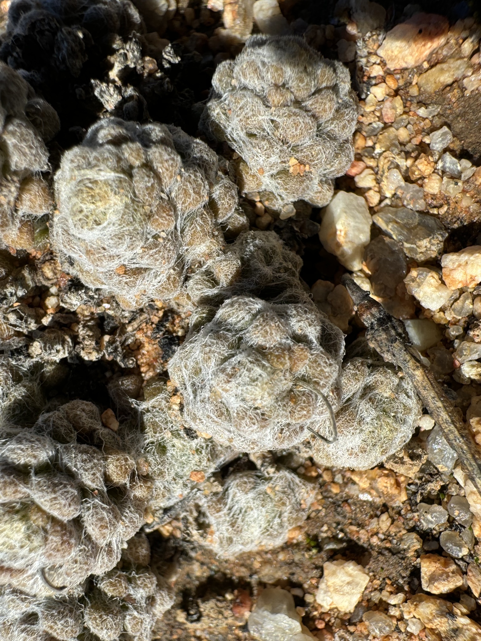 Imagem de Rosa-do-deserto
