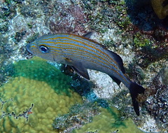 Haemulon carbonarium