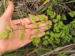 Pteris saxatilis