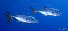 Caranx latus