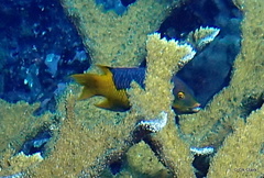 Bodianus rufus