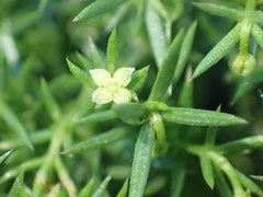 Galium andrewsii