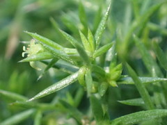 Galium andrewsii