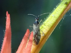 Dicyphus hesperus