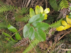 Scandia rosifolia