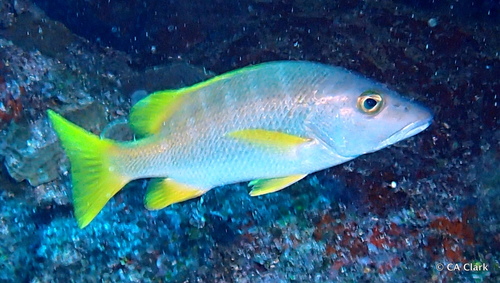 Schoolmaster Snapper