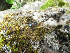 Astylus aulicus