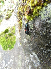 Astylus aulicus