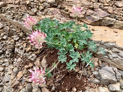 Trifolium macrocephalum