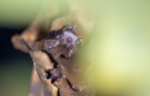 Brown Tube-nosed Bat (Murina suilla)