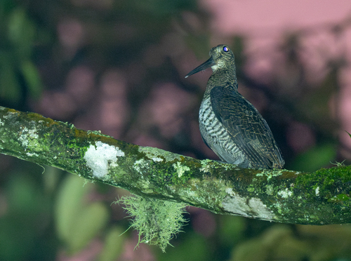 Javan Woodcock (Scolopax saturata), photo 3