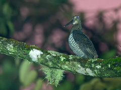 Javan Woodcock photo 1
