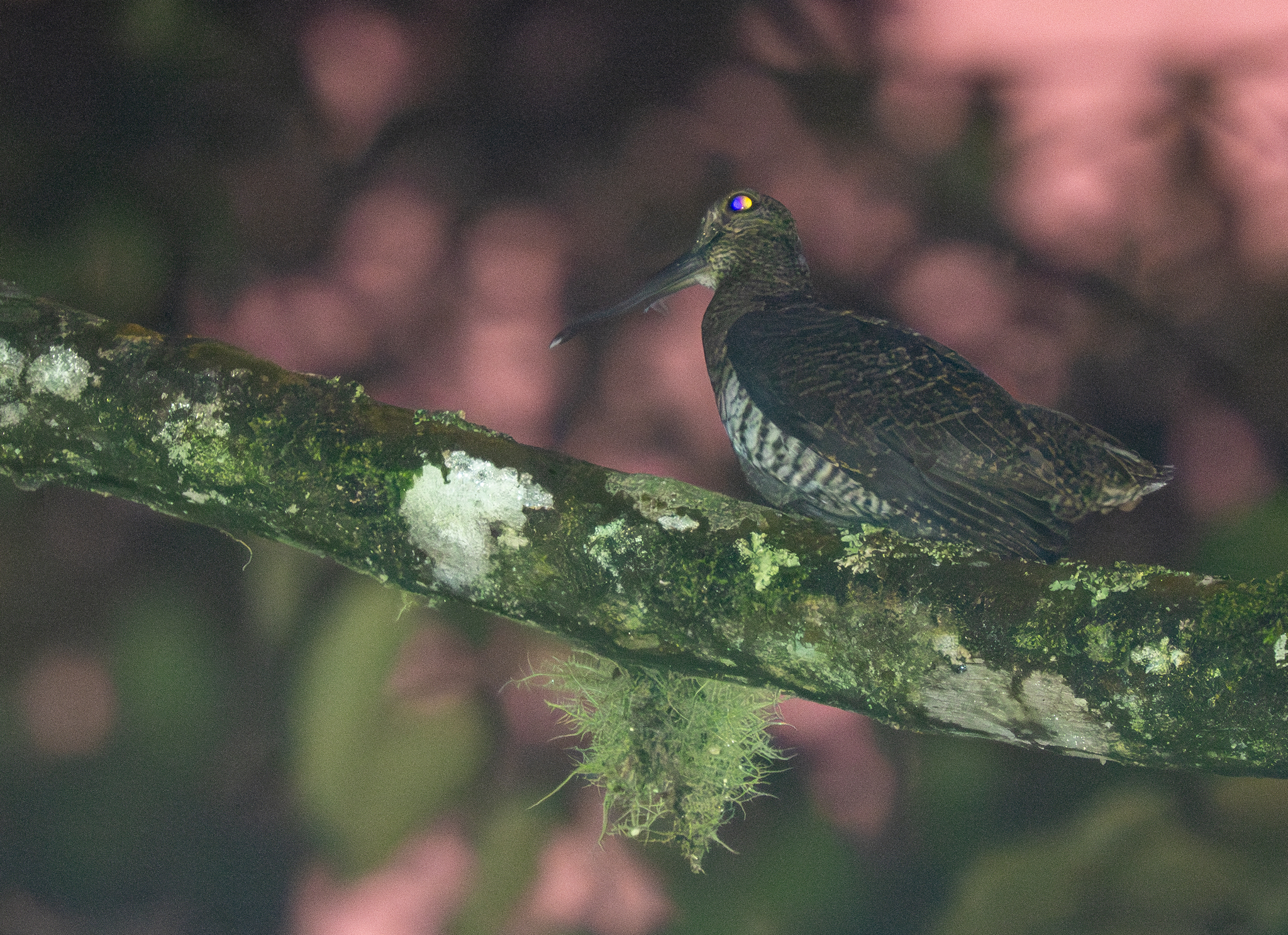 Javan Woodcock (Scolopax saturata), photo 2